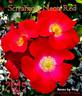 Screaming Neon rose photo