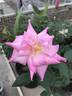Riverbanks rose photo