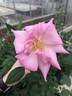 Riverbanks rose photo