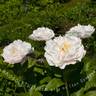 Blushing Princess peony photo