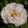 Blushing Princess peony photo