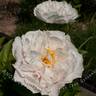Blushing Princess peony photo
