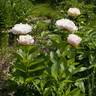 Blushing Princess peony photo
