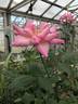 Riverbanks rose photo