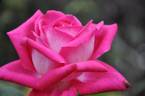 Lauriston rose photo