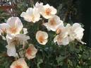 Ellen Willmott rose photo