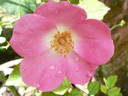 Rose Legend rose photo