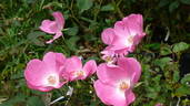 Rose Legend rose photo