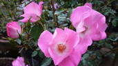 Rose Legend rose photo