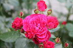 Domaine de St Jean de Beauregard rose photo