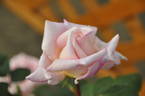 Princess Takamatsu rose photo
