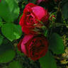 Earl of Gosford rose photo