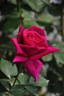Marine Blue rose photo