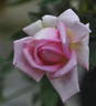 Margaret rose photo