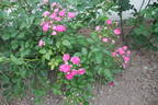 Enfant d'Orléans rose photo