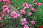 Greetings ™ rose photo