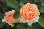 Anna Fendi ® rose photo