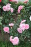 Uetersens Rosenprinzessin rose photo