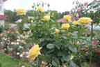 Marselisborg Castle rose photo