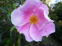 <i>Rosa laevigata rosea</i> rose photo