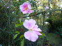 <i>Rosa laevigata rosea</i> rose photo