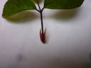 <i>Rosa laevigata rosea</i> rose photo