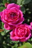Pub Rock rose photo