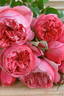 Paul Klee rose photo