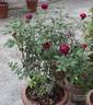 Black Prince rose photo