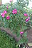 Souvenir de Trélazé rose photo