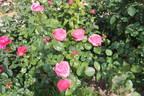 Bruno Perpoint rose photo