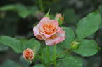 Aladdin rose photo