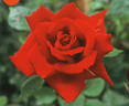 Atsuhime rose photo