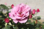 Imaginaire Parfumée ® rose photo