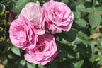 Imaginaire Parfumée ® rose photo