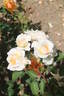 Pegasus rose photo