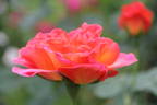 La Passionata rose photo