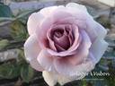 Blue Bayou rose photo