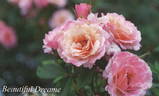 Beautiful Dreamer rose photo
