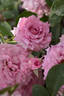 Hougyoku rose photo