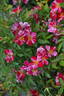 Kazehanabi rose photo