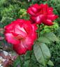 Gardens of the World rose photo