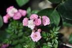 Orihime rose photo