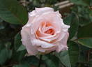Delight (shrub, Kawai rose photo