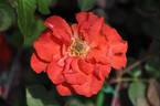 Pacific Flame rose photo