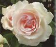 Mi Cerezo rose photo