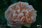 Anna Fendi ® rose photo