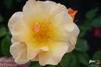Campina Gold ® rose photo