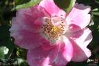 Funny Face ™ rose photo