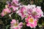 Funny Face ™ rose photo